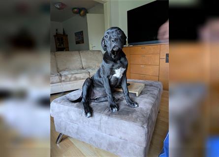 Reinrassige Cane Corso Welpen