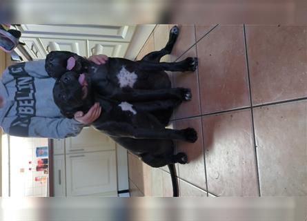 Reinrassige Cane Corso Welpen