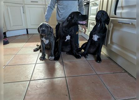 Reinrassige Cane Corso Welpen