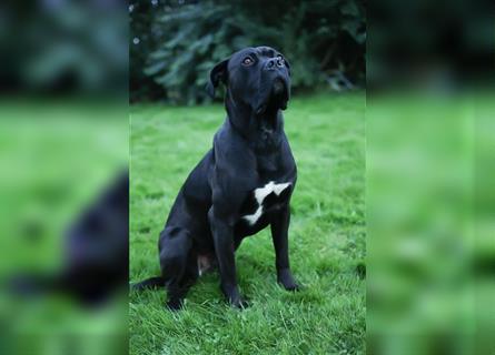 Reinrassige Cane Corso Welpen