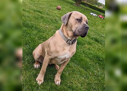 Reinrassige Cane Corso Welpen