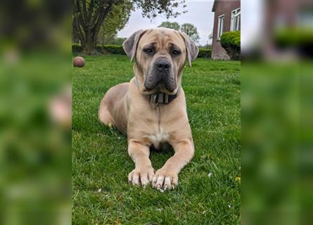 Reinrassige Cane Corso Welpen