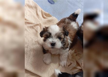 Shih-Tzu x Malteser Rüde