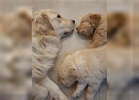 Golden Retriever Welpen