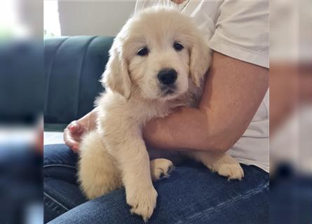 Golden Retriever Welpen