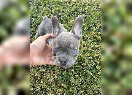 Französische Bulldogge Welpe Lilac