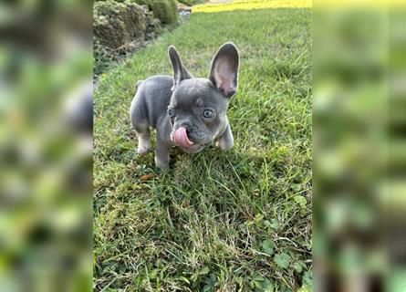 Französische Bulldogge Welpe Lilac