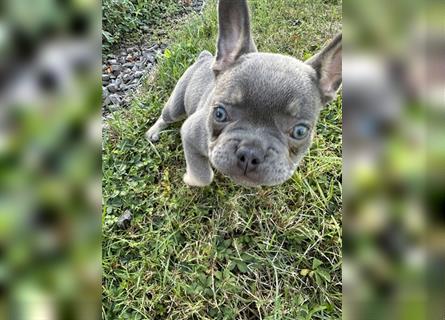 Französische Bulldogge Welpe Lilac