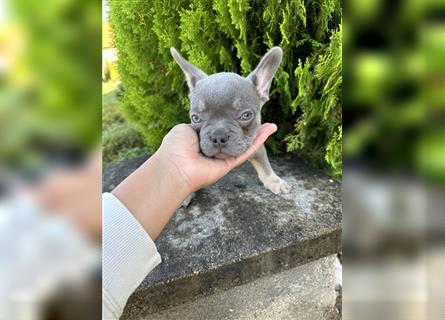 Französische Bulldogge Welpe Lilac