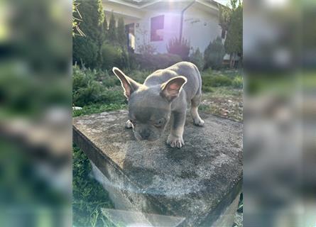 Französische Bulldogge Welpe Lilac