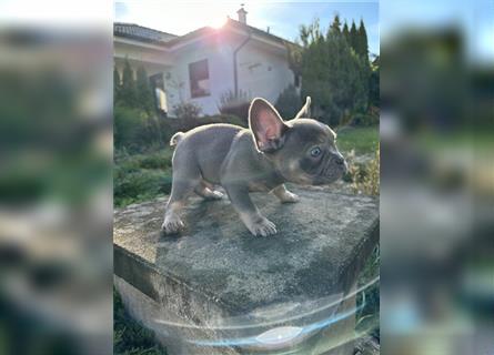 Französische Bulldogge Welpe Lilac