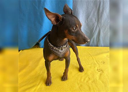 (R) ❤️ extrem zarte kleine TIFFY - 10 Monate, 32cm/4kg - Zwergpinscher-Chihuahua