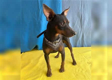 ❤️ extrem zarte kleine TIFFY - 10 Monate, 32cm/4kg - Zwergpinscher-Chihuahua