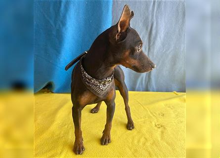 ❤️ extrem zarte kleine TIFFY - 10 Monate, 32cm/4kg - Zwergpinscher-Chihuahua