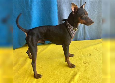 ❤️ extrem zarte kleine TIFFY - 10 Monate, 32cm/4kg - Zwergpinscher-Chihuahua