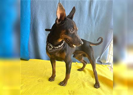 ❤️ extrem zarte kleine TIFFY - 10 Monate, 32cm/4kg - Zwergpinscher-Chihuahua