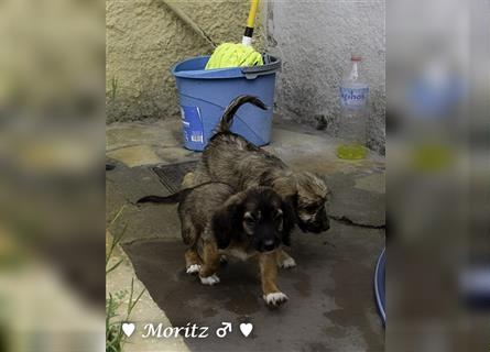 Max und Moritz  - Tibet Terrier Mischlinge suchen ein Zuhause