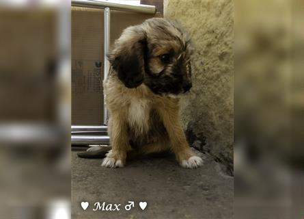 Max und Moritz  - Tibet Terrier Mischlinge suchen ein Zuhause