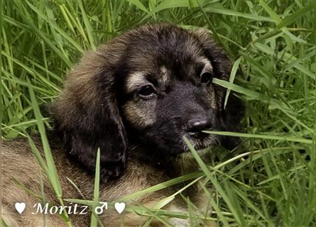 Max und Moritz  - Tibet Terrier Mischlinge suchen ein Zuhause