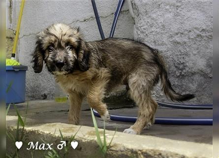 Max und Moritz  - Tibet Terrier Mischlinge suchen ein Zuhause