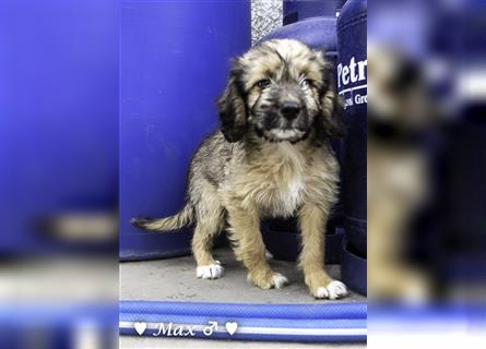 Max und Moritz  - Tibet Terrier Mischlinge suchen ein Zuhause