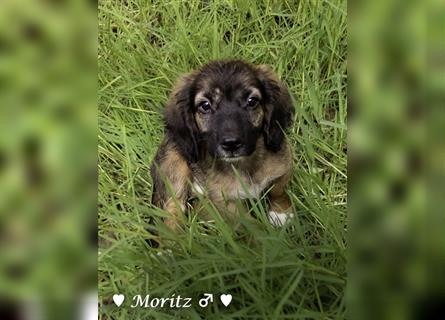 Max und Moritz  - Tibet Terrier Mischlinge suchen ein Zuhause