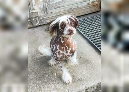 Hallo, ich bin Anton 2 Jahre alt, ein Chinese Crested Dog Mix