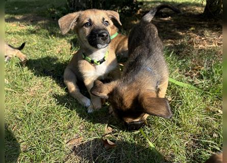 Corgi-Mix Welpe sucht sein Körbchen