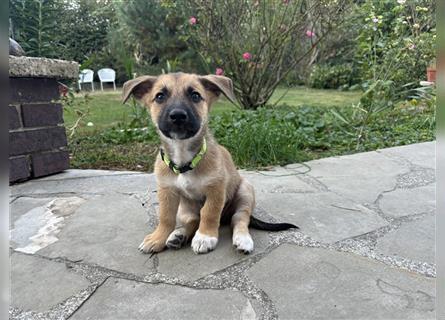 Corgi-Mix Welpe sucht sein Körbchen