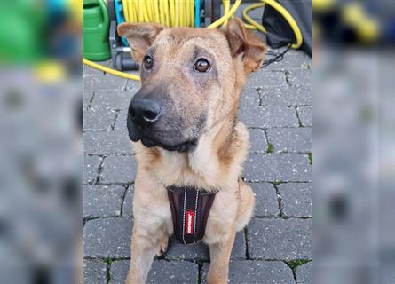 Kinderliebe 6 Minate junge Hündin