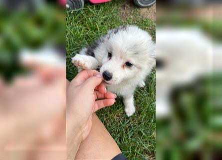 Mini Australian Shepherd