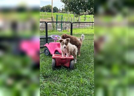 Mini Australian Shepherd