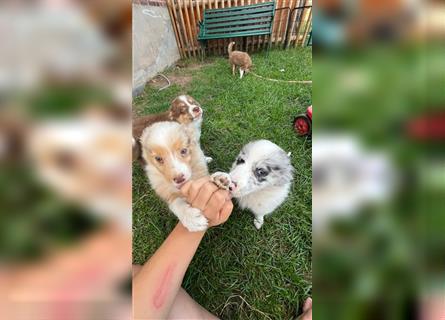 Mini Australian Shepherd