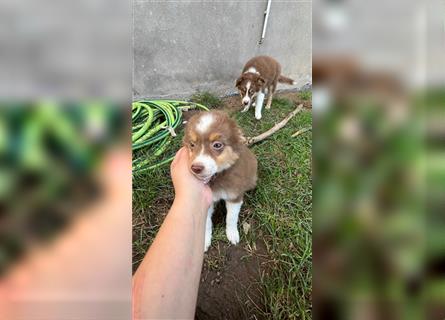 Mini Australian Shepherd