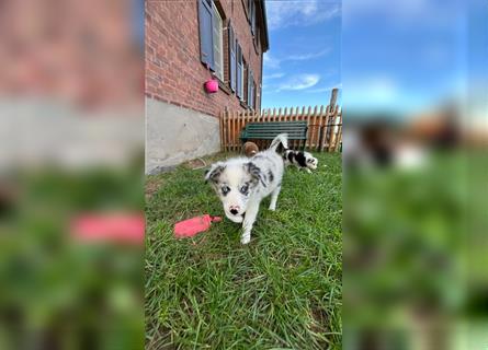 Mini Australian Shepherd