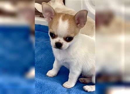 Chihuahua Welpen mit Ahnentafel