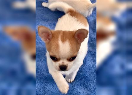 Chihuahua Welpen mit Ahnentafel