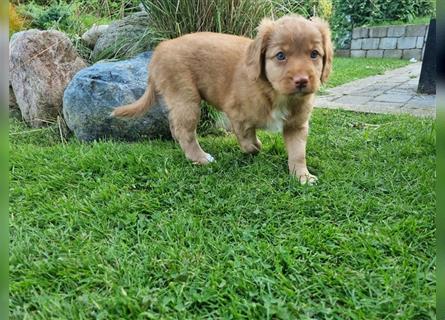 Canadian Shining Toller Retriver