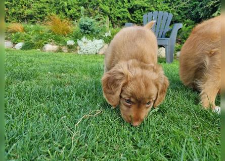 Canadian Shining Toller Retriver