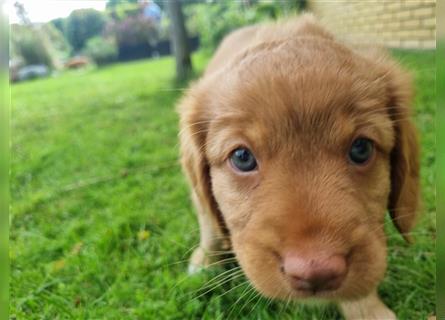 Canadian Shining Toller Retriver