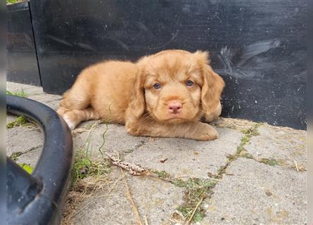 Canadian Shining Toller Retriver