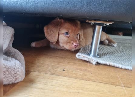 Canadian Shining Toller Retriver