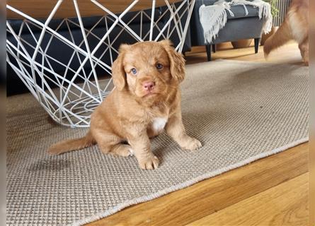 Canadian Shining Toller Retriver