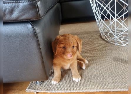 Canadian Shining Toller Retriver