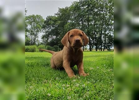 " Reinrassige Magyar Vizsla Welpen mit Ahnentafel "