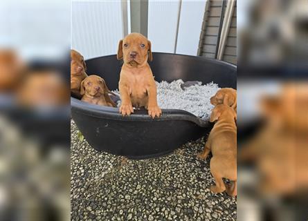 " Reinrassige Magyar Vizsla Hündinnen mit Ahnentafel "