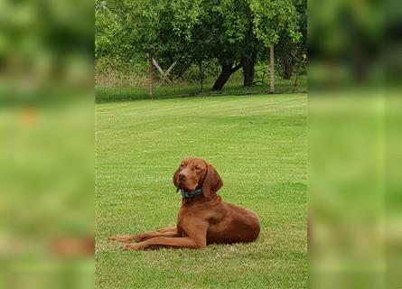 " Reinrassige Magyar Vizsla Hündinnen mit Ahnentafel "