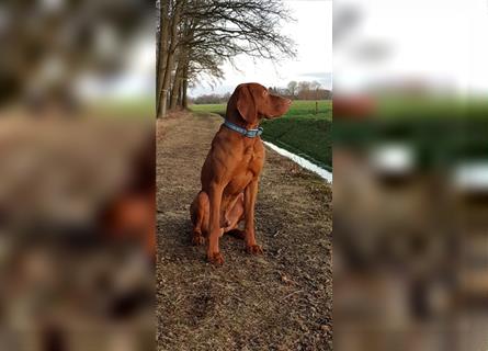 " Reinrassige Magyar Vizsla Welpen mit Ahnentafel "