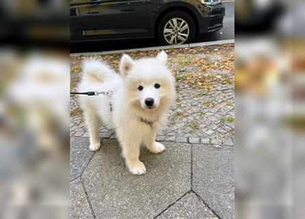 Samoyed Samojede Hündin Welpe