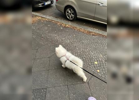 Samoyed Samojede Hündin Welpe